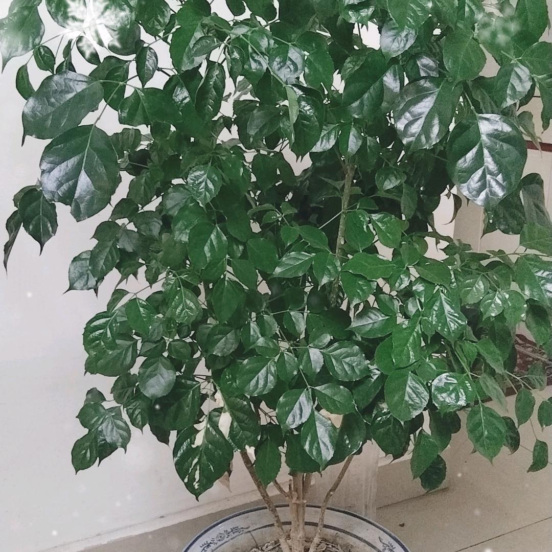 灵魂当铺