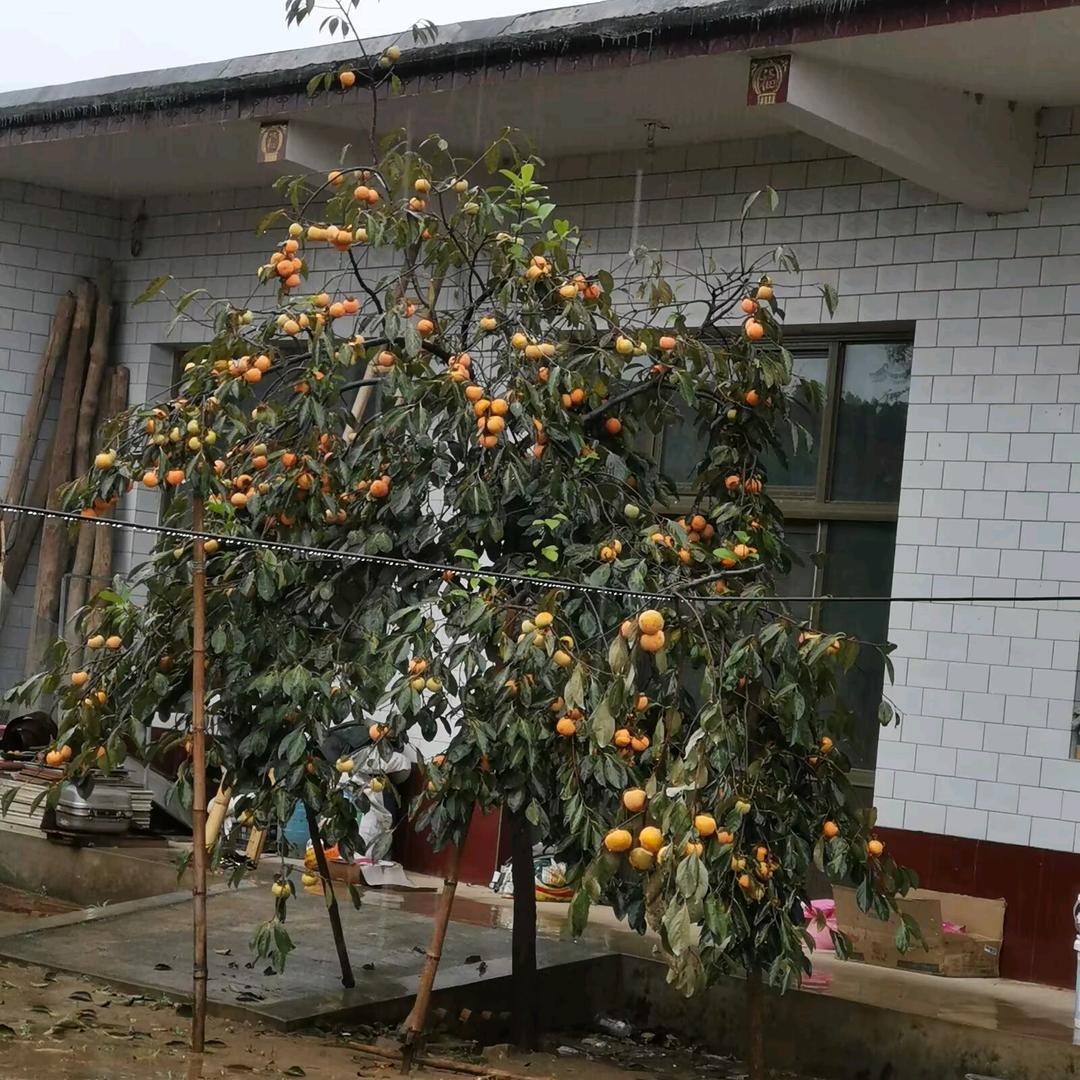 黑丑白丑之花开有声