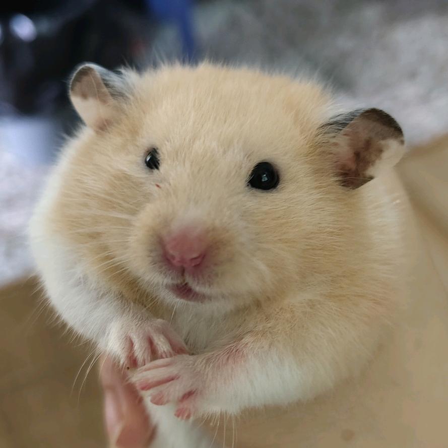 薯条圆圆