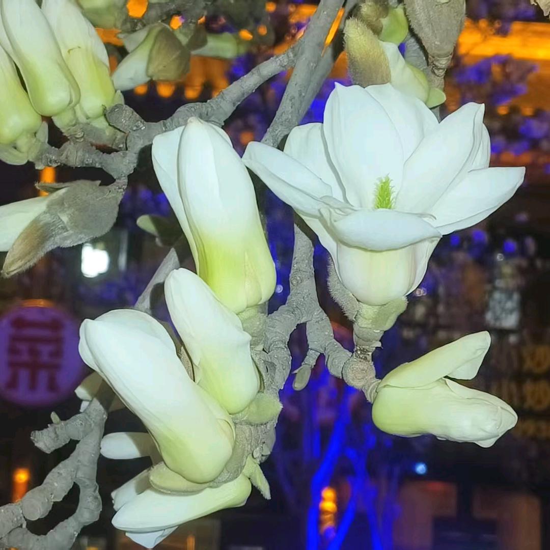 沫之夏