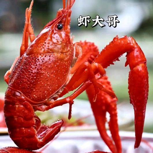 文峰卤大咖（胖哥收徒）