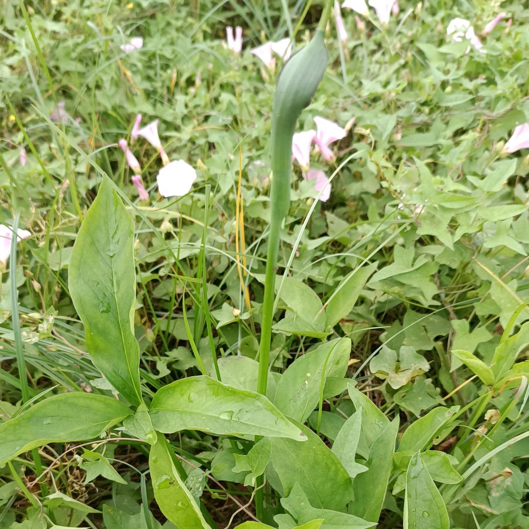 桂枝温心