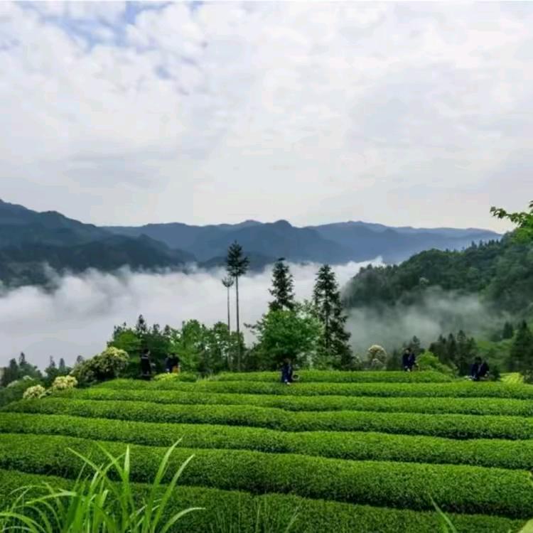 傾国傾城