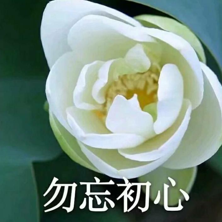 三毛