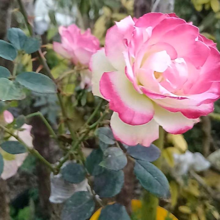 百样山草老桩盆景嫁接月季花