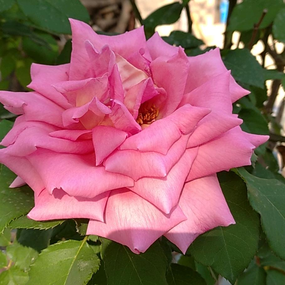 我的名字很平凡