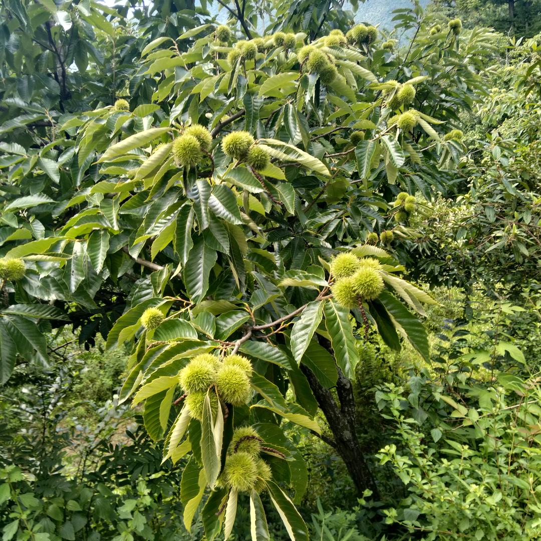 云南罗平长底鲜板栗