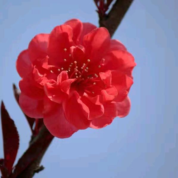 梅🌹