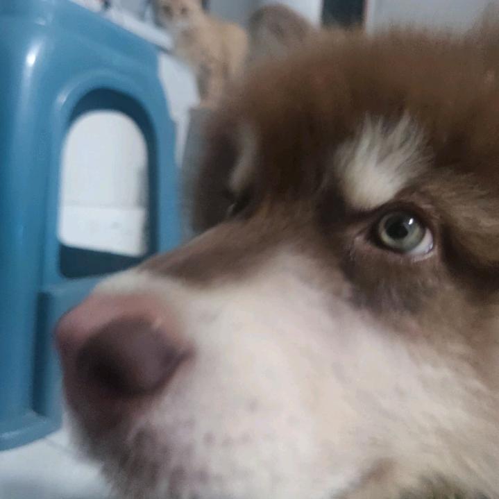 小小十八只罢了