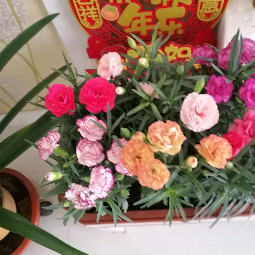阳光微笑