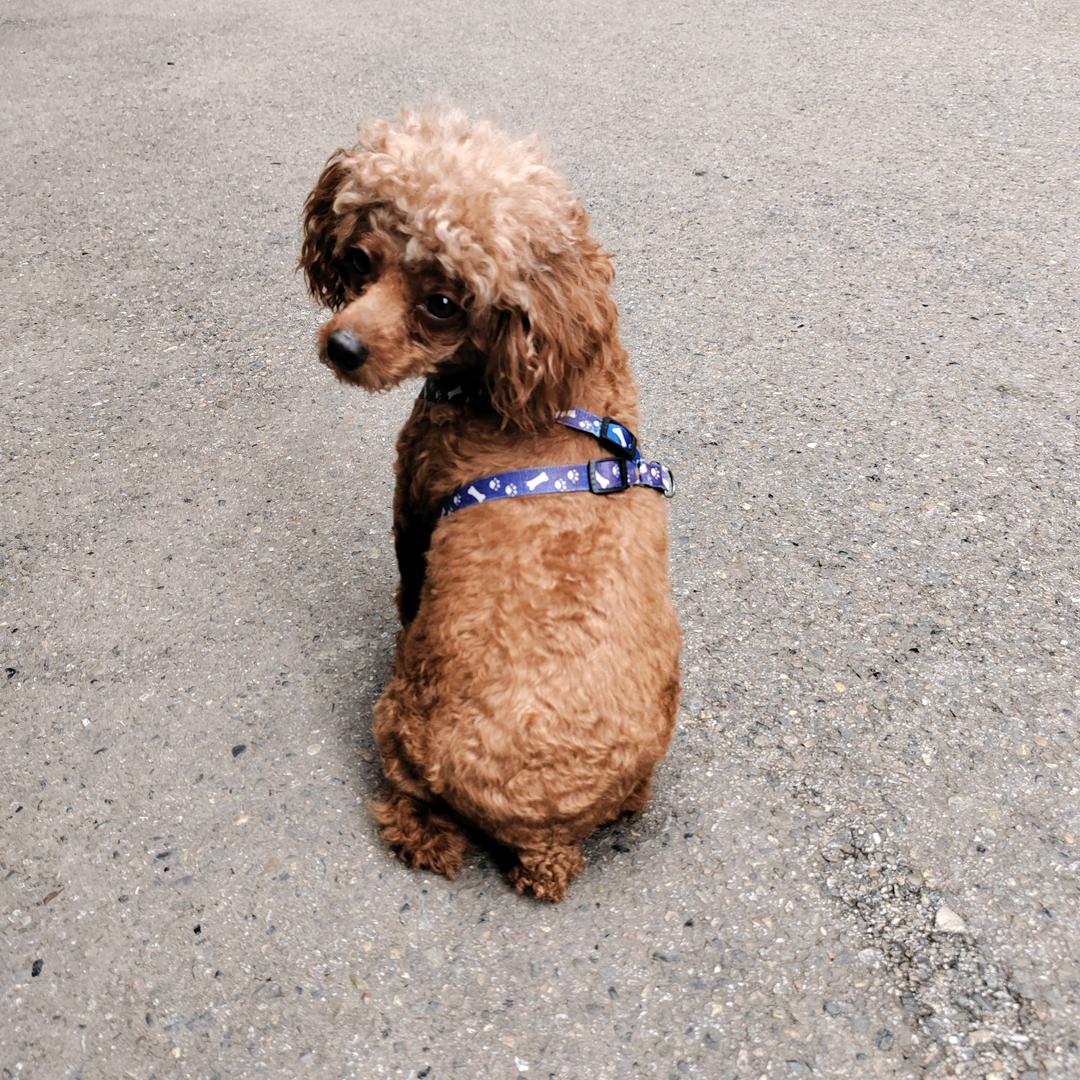 ღᩚ᭄王🐒🐠生ৡᩚ࿐