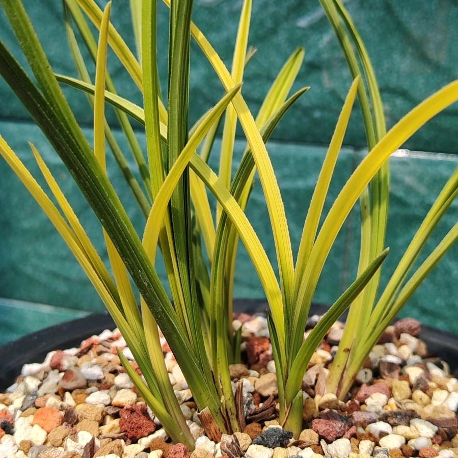 一株兰，一壶茶。