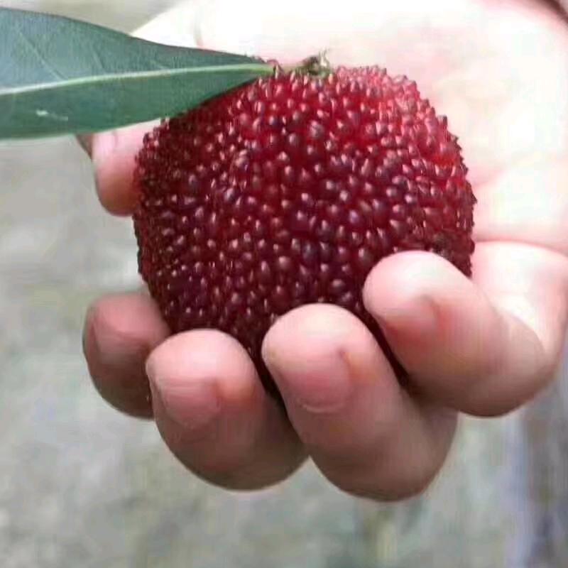 景晟佳源怡泰果树苗木专卖店