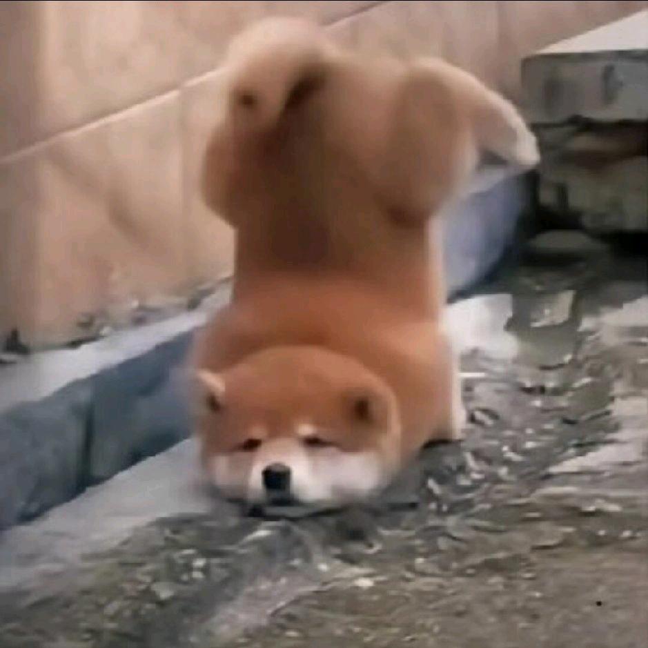 傻狗
