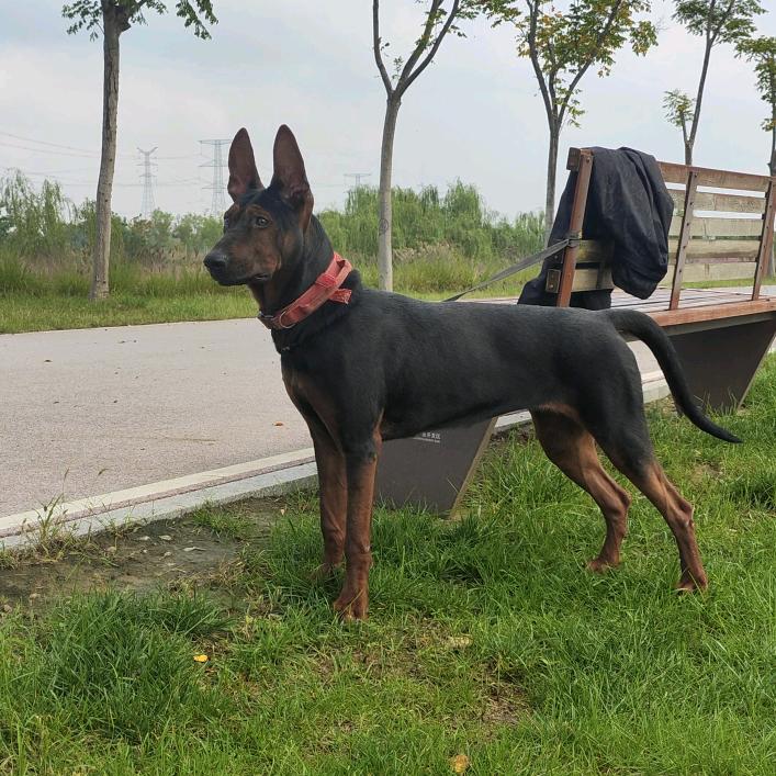 西安沣太狼犬