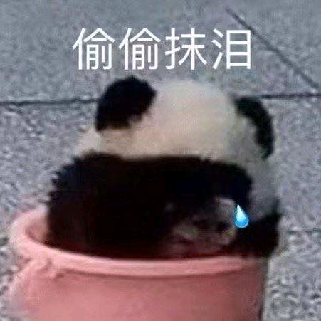 聪聪熊营销号
