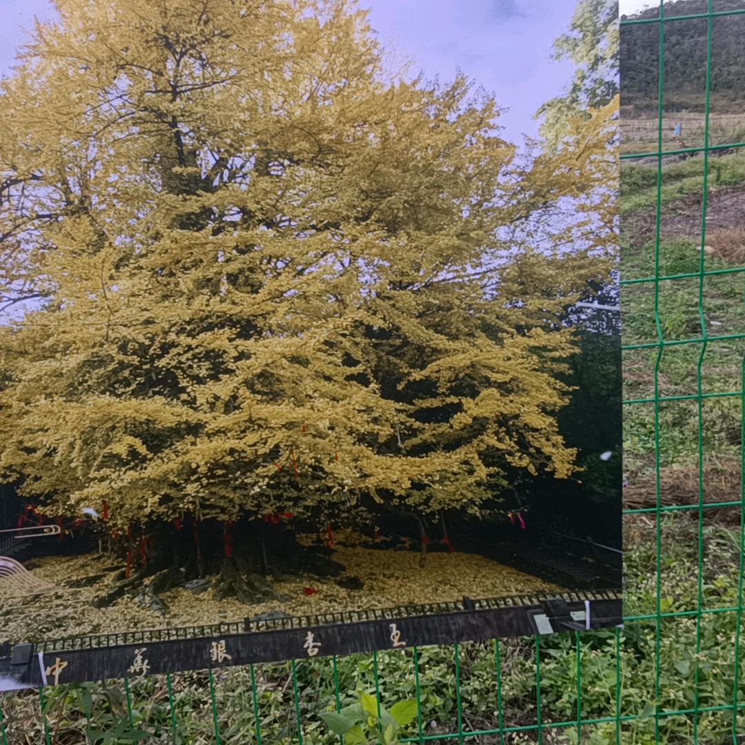 苦在心头笑在脸