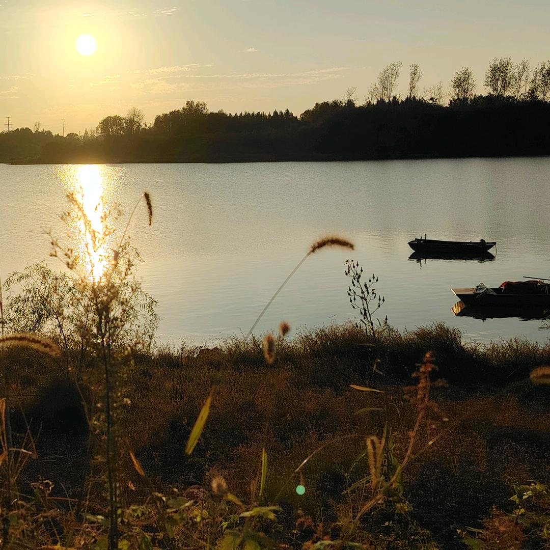 追逐太阳的向日葵