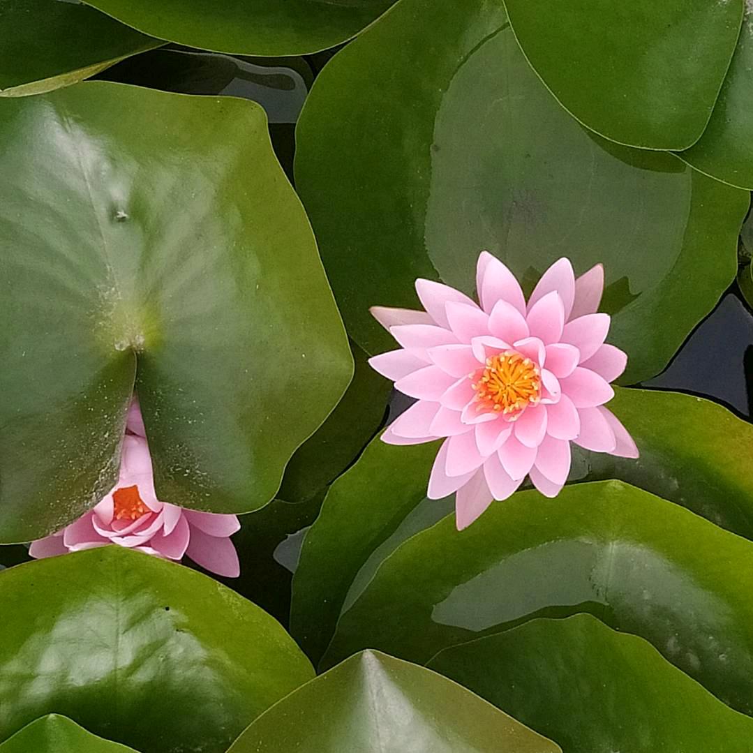 热爱生活的陀螺