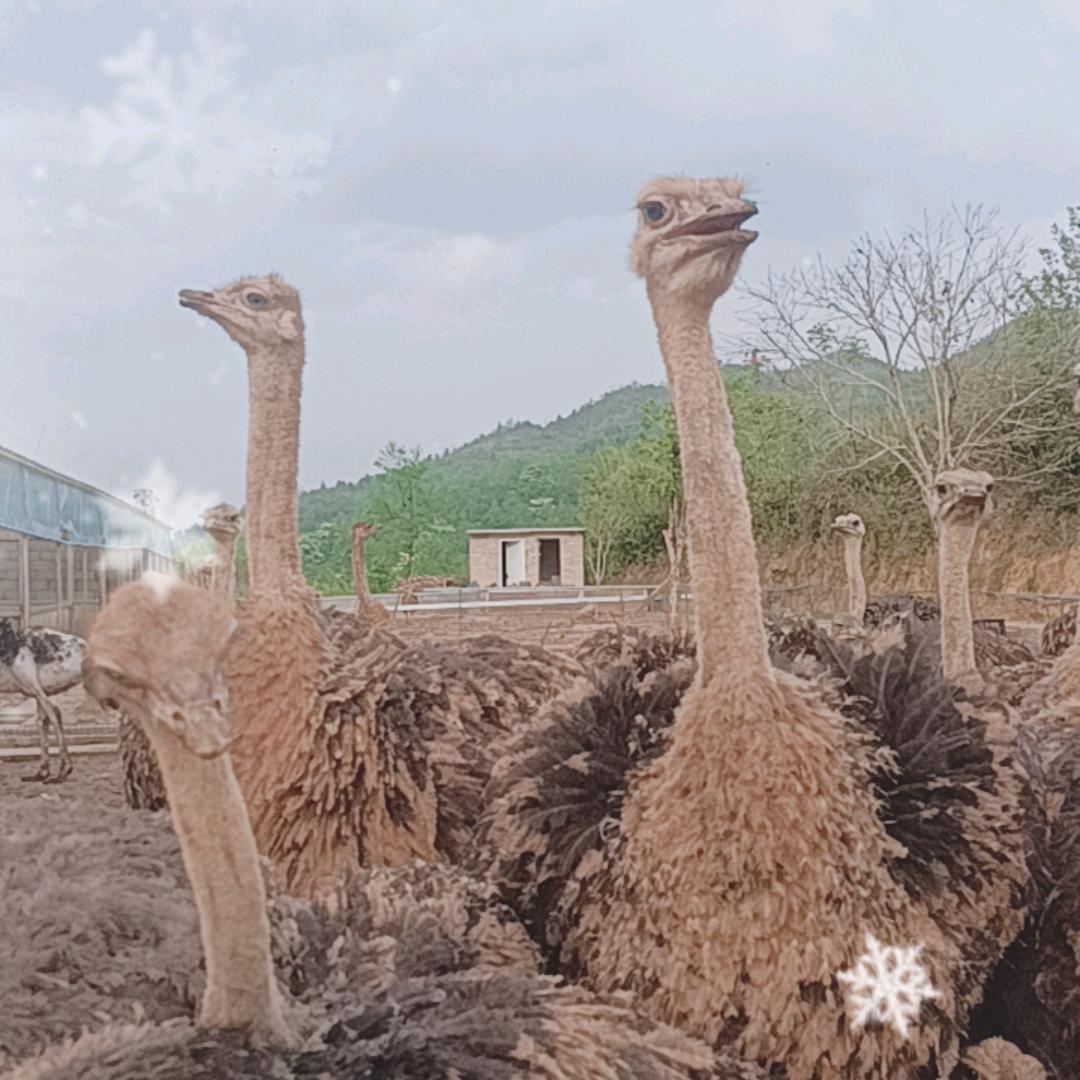 轩昂生活坊鸵鸟精选