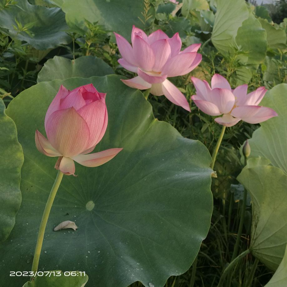 <沉默是金🌹🌹💗💗>