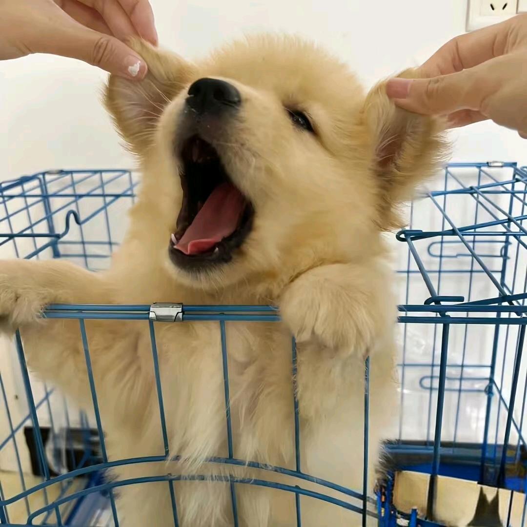 自挂东南枝