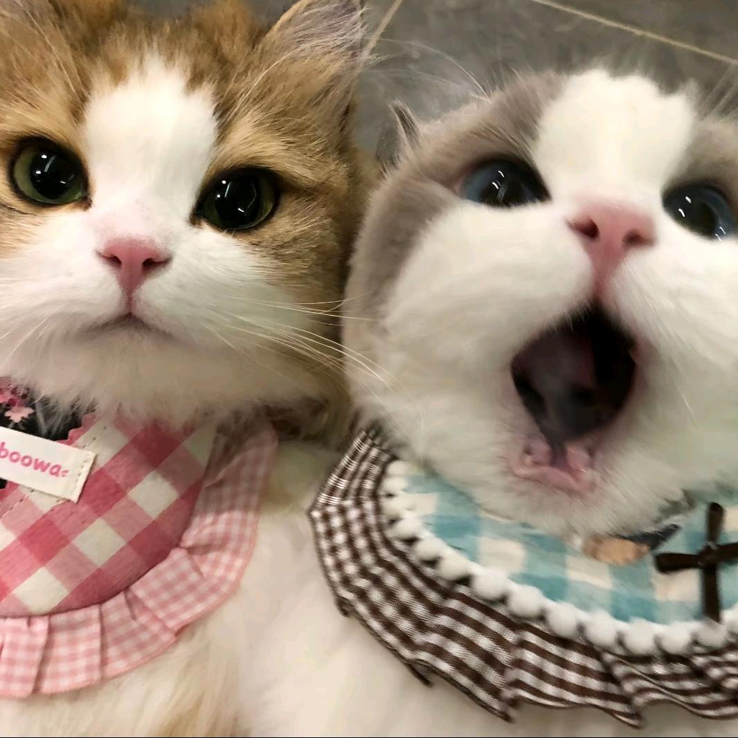 嘴馋的猴子🌾