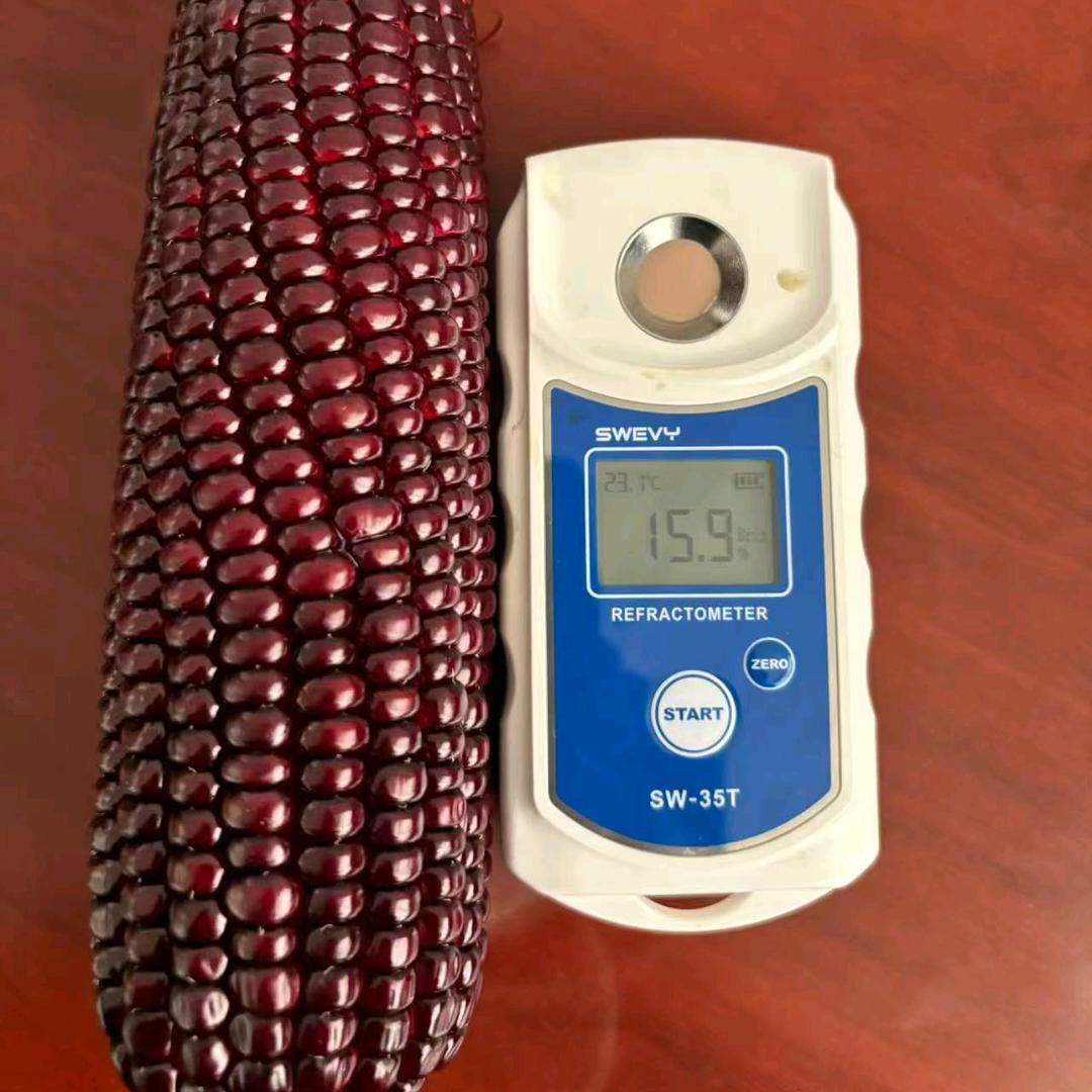 京平后花园玉米鲜玉米