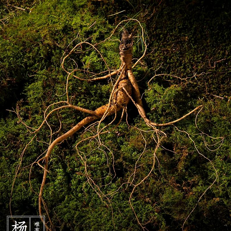 一颗林下参