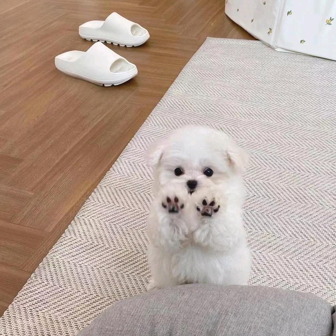♡ۣۖิ仙ۣۖิ辞ۣۖิ（欧皇版）