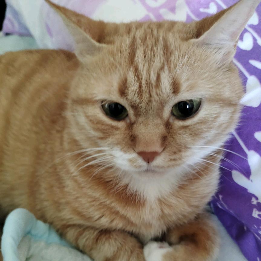 丁香猫