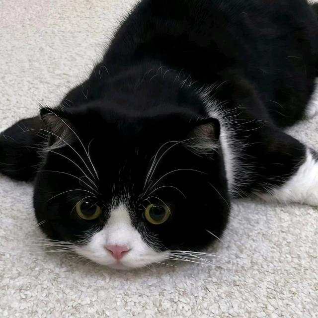 枇杷
