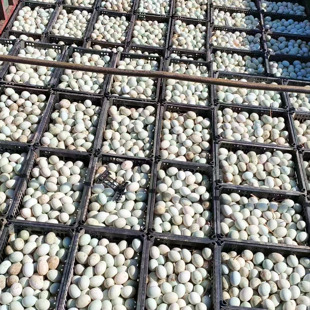 皇金鸭蛋品加工厂