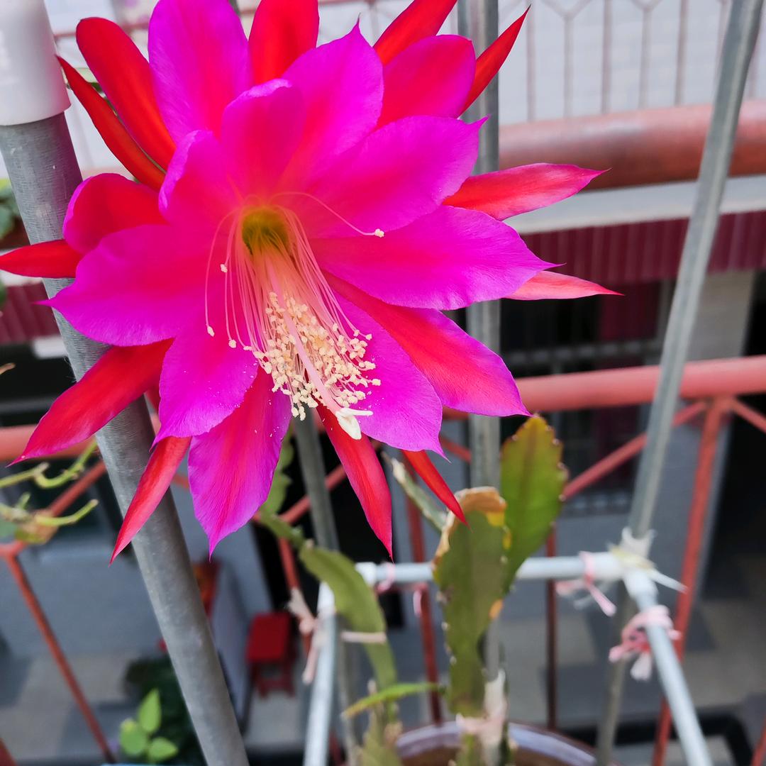 至善至美