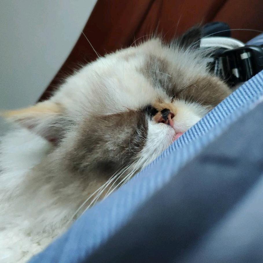 我是大兴哥呀（小奶团）