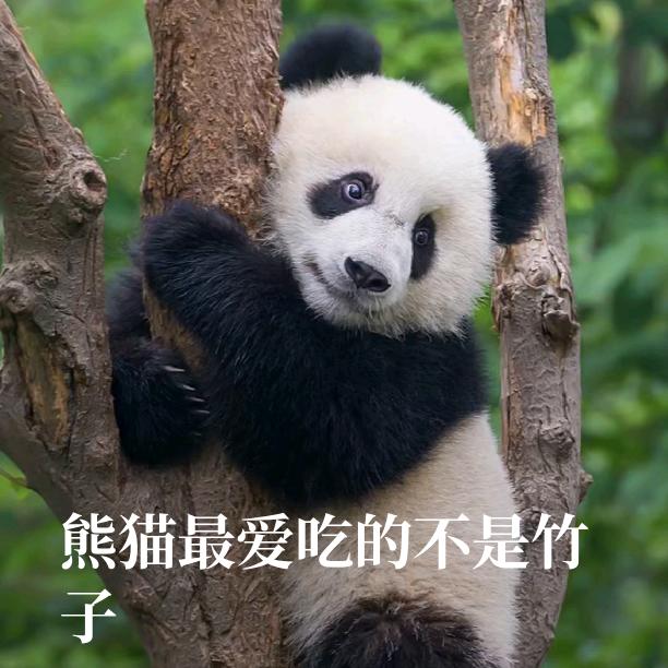 松拓