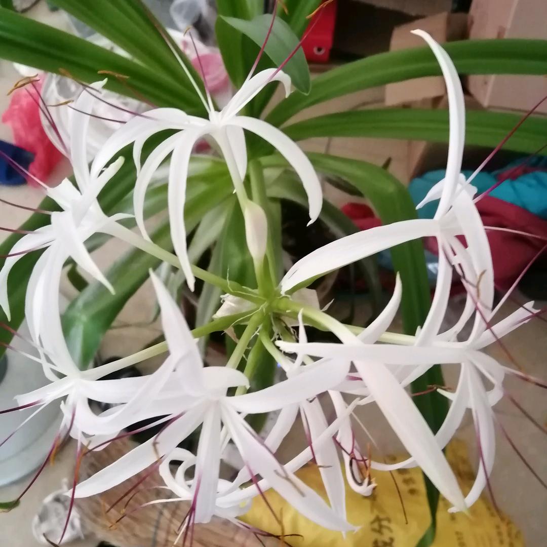葫芦挽兔子急驰