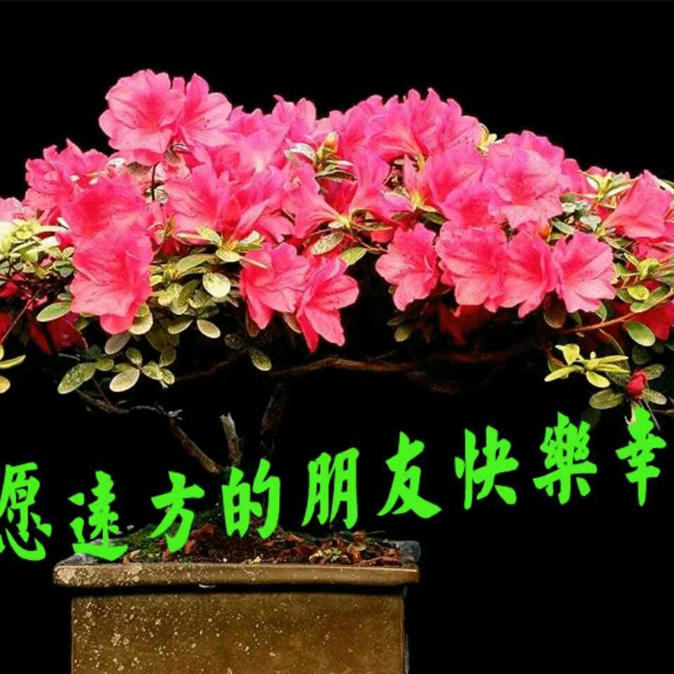 蜘蛛网