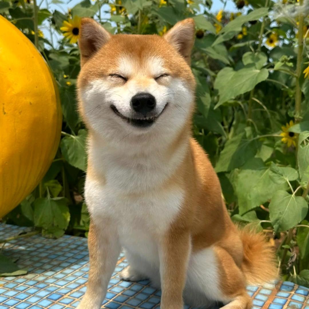 青砖白瓦