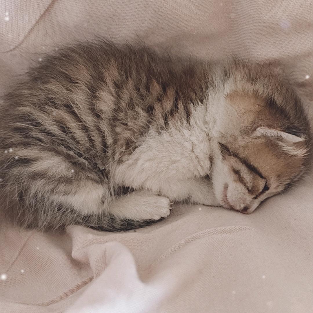 糯米（粘人精小猫）