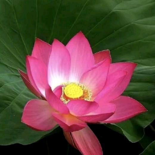 大鱼干
