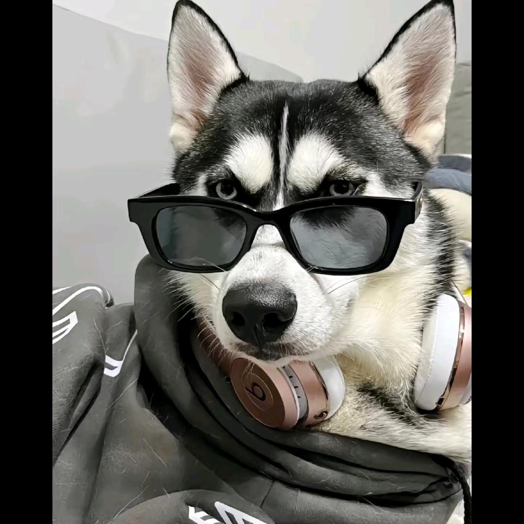 狂野的狼