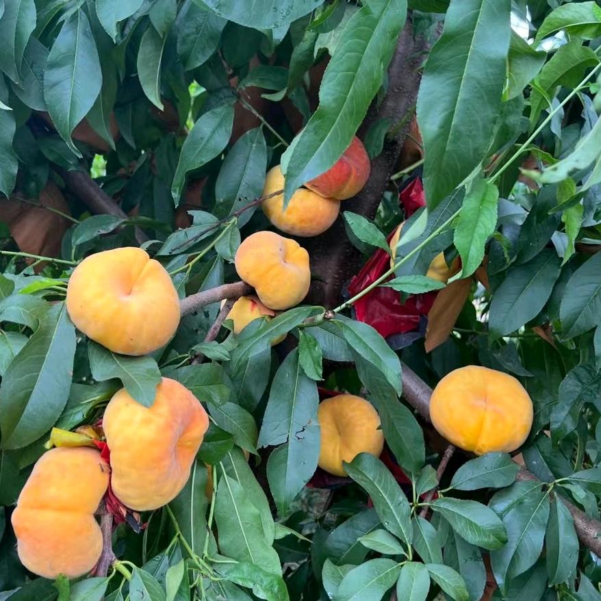 生态化世外桃园，关注我不迷路品味桃文化，