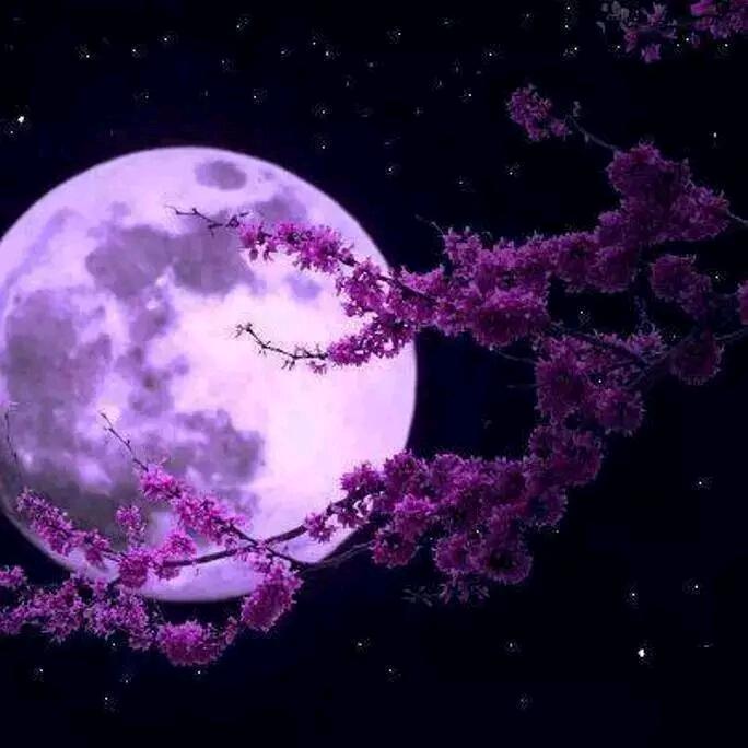 ✨💕ꦿ᭄雪中行✨༉ᩚ᭄
