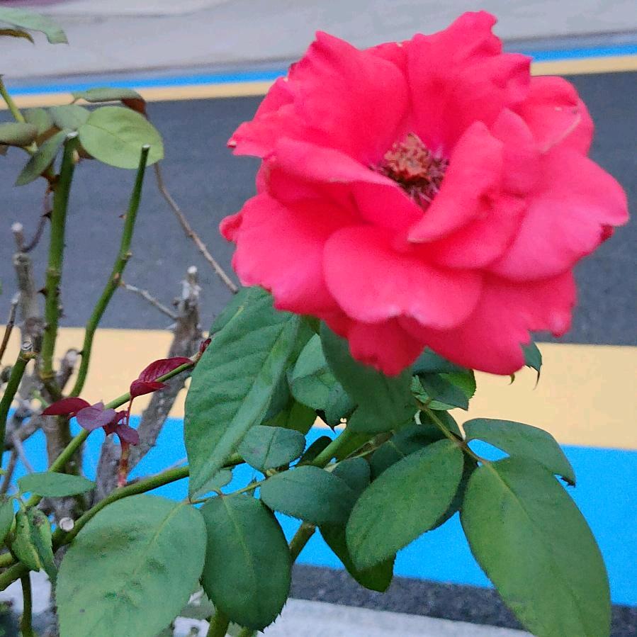 玫瑰🌹