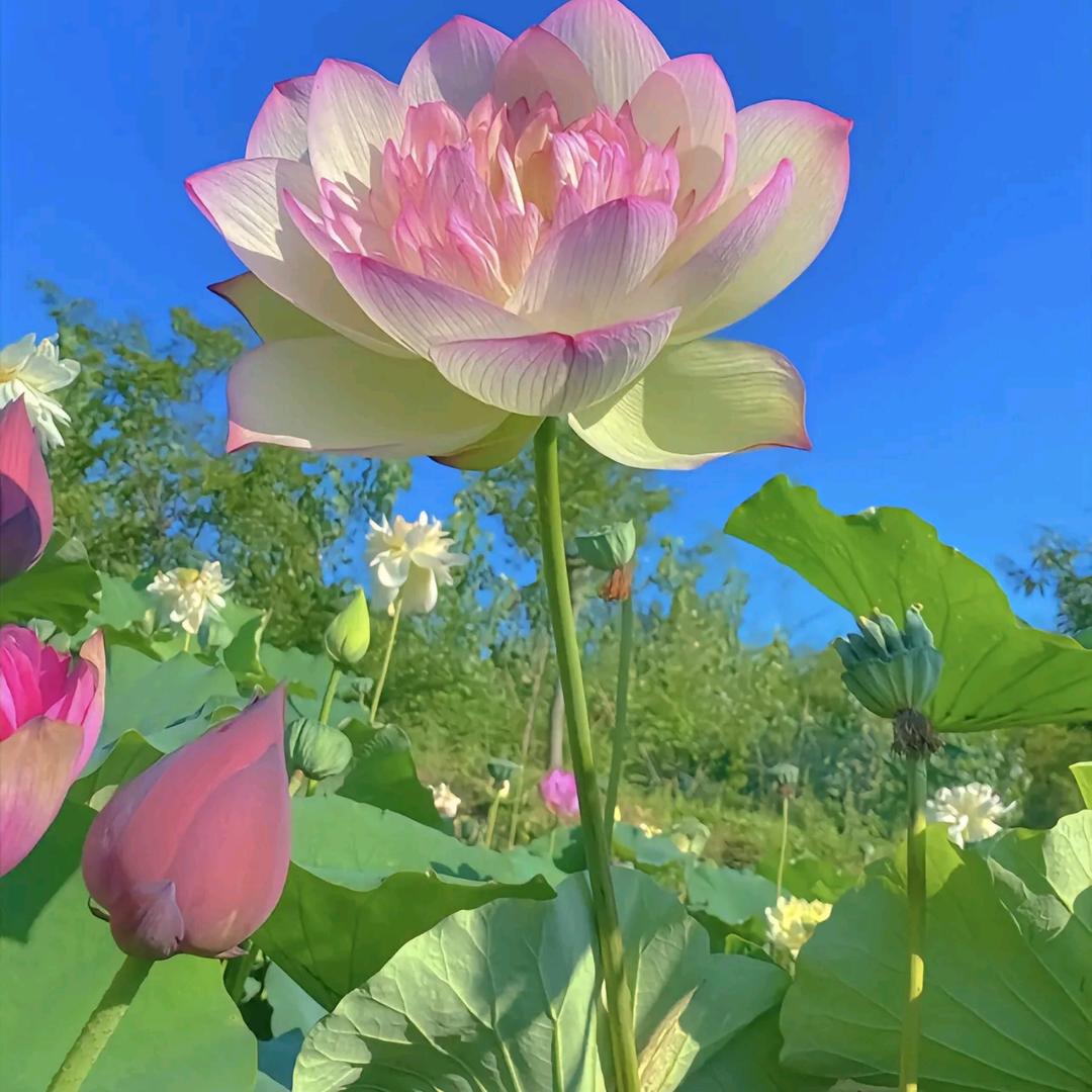 憨憨