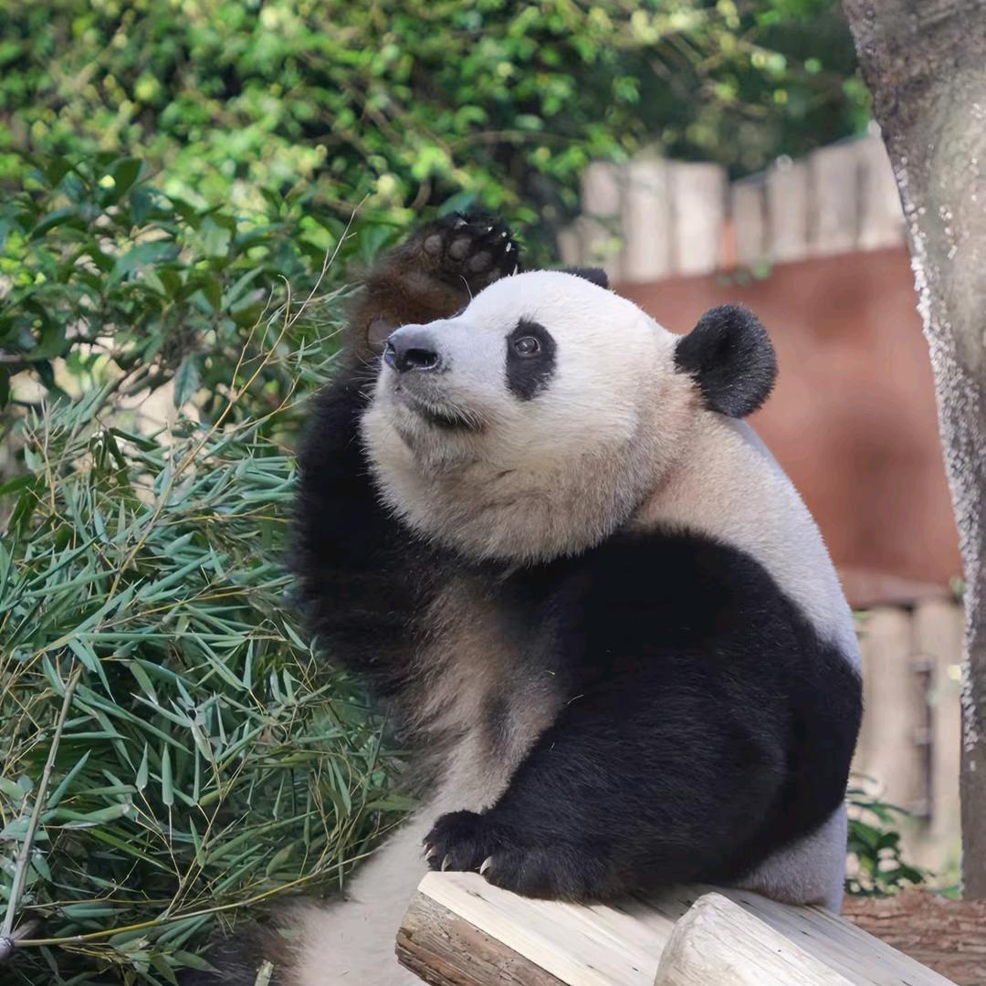 李胜志是天才