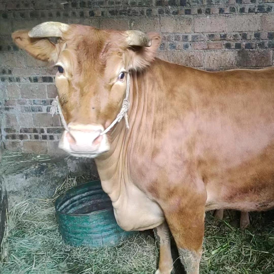 贵阳花溪卖牛仔小欢🐮