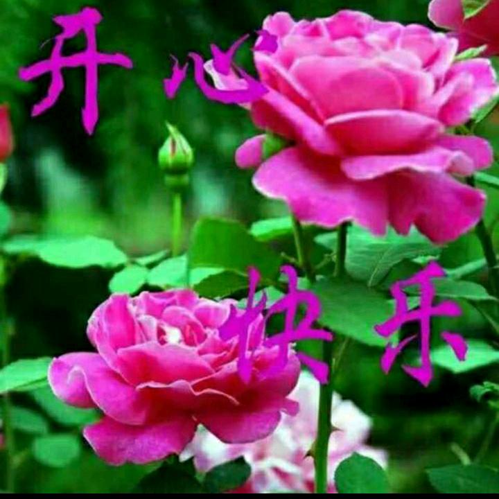 执着于红太阳