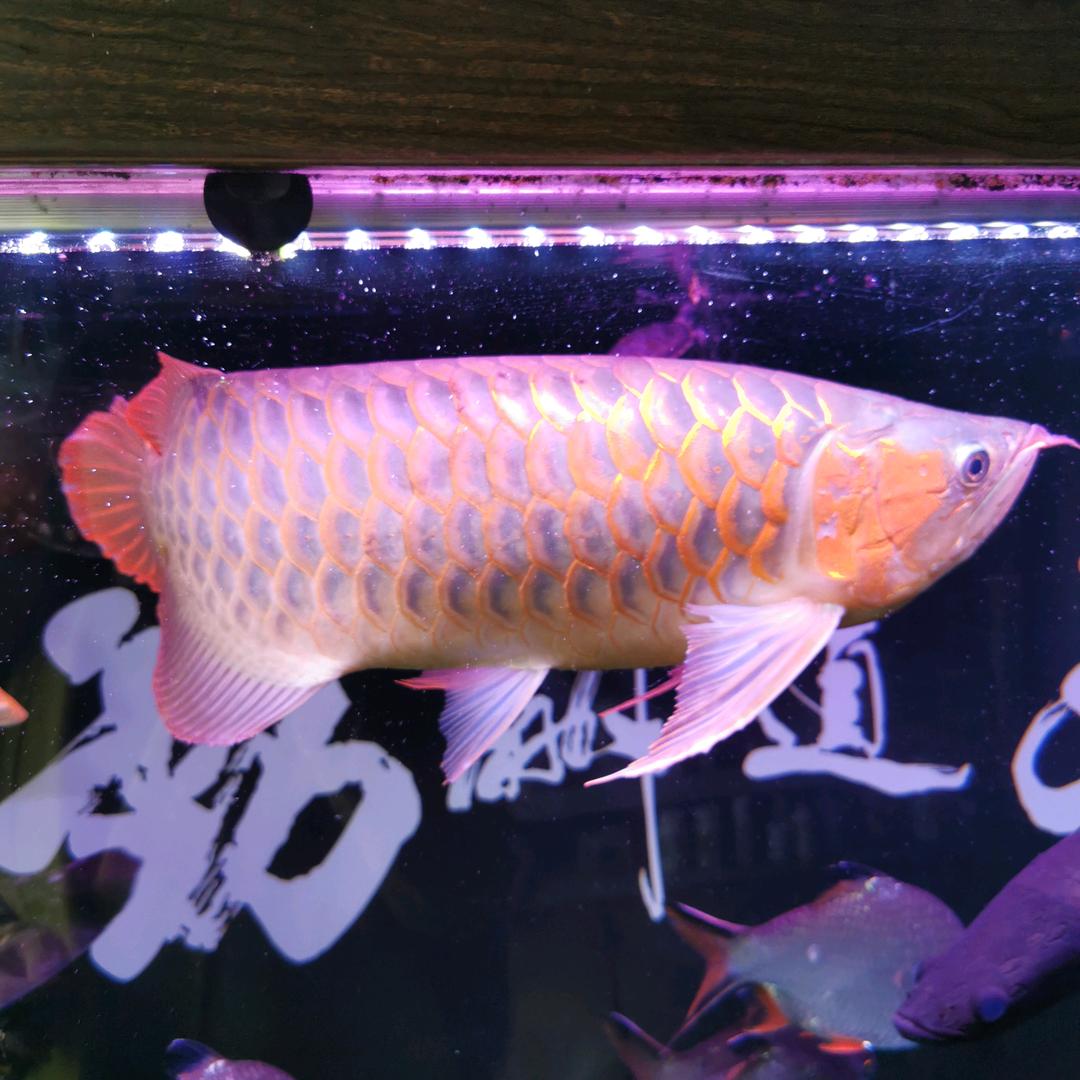 魏丽